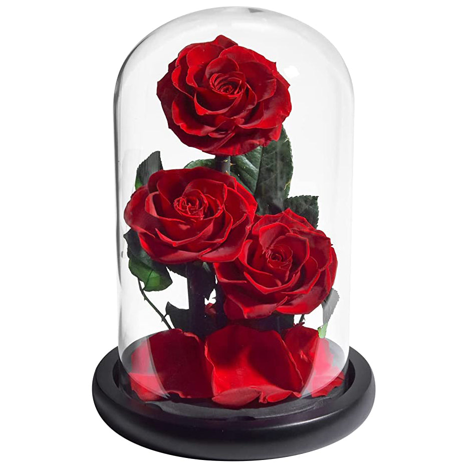 Forever Rose 3 pcs Real Preserved Roses Best Gift Idea For Her – AinyRose