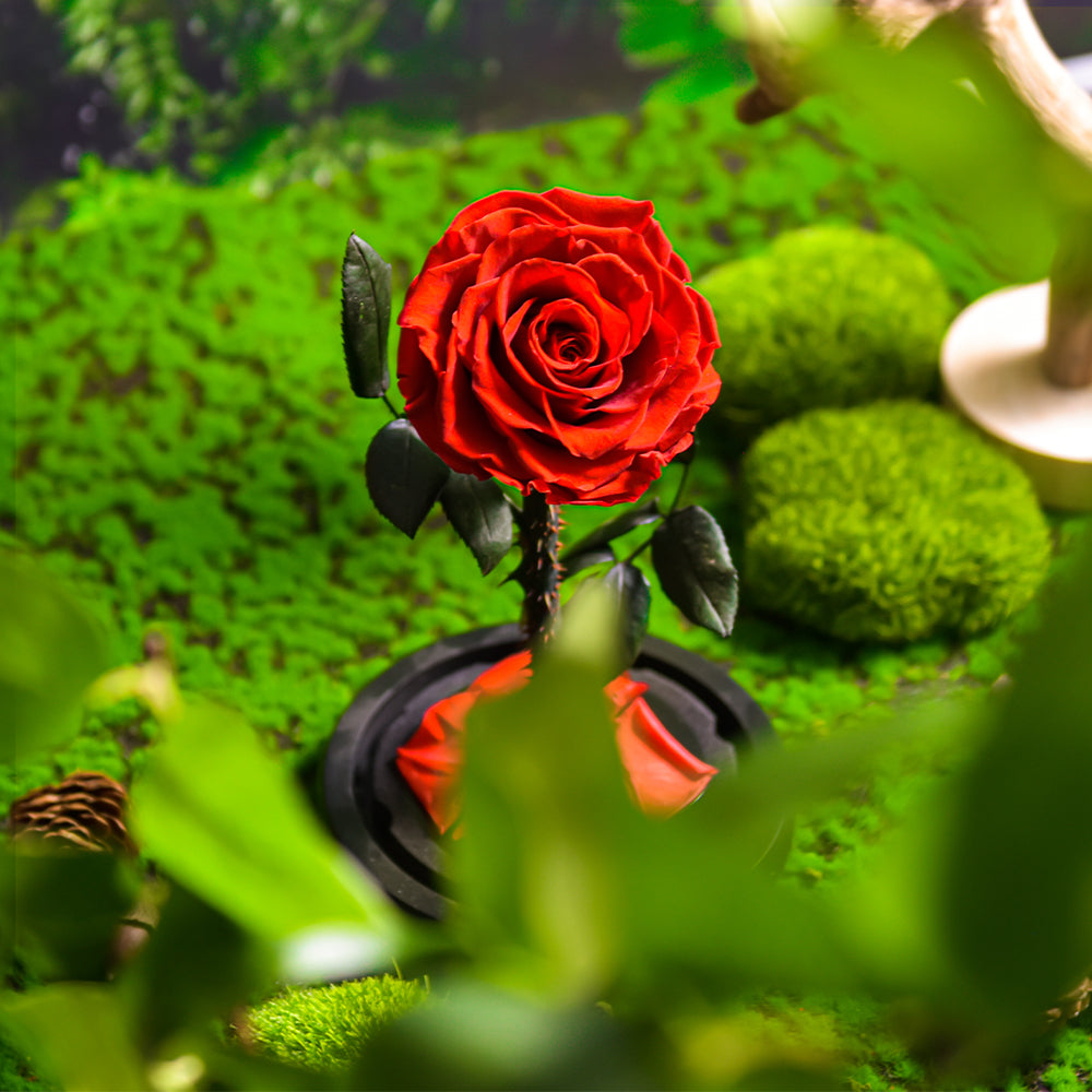 Forever Roses Idea Forever Rose in Glass With Light Red Special Gift Ideas – AinyRose