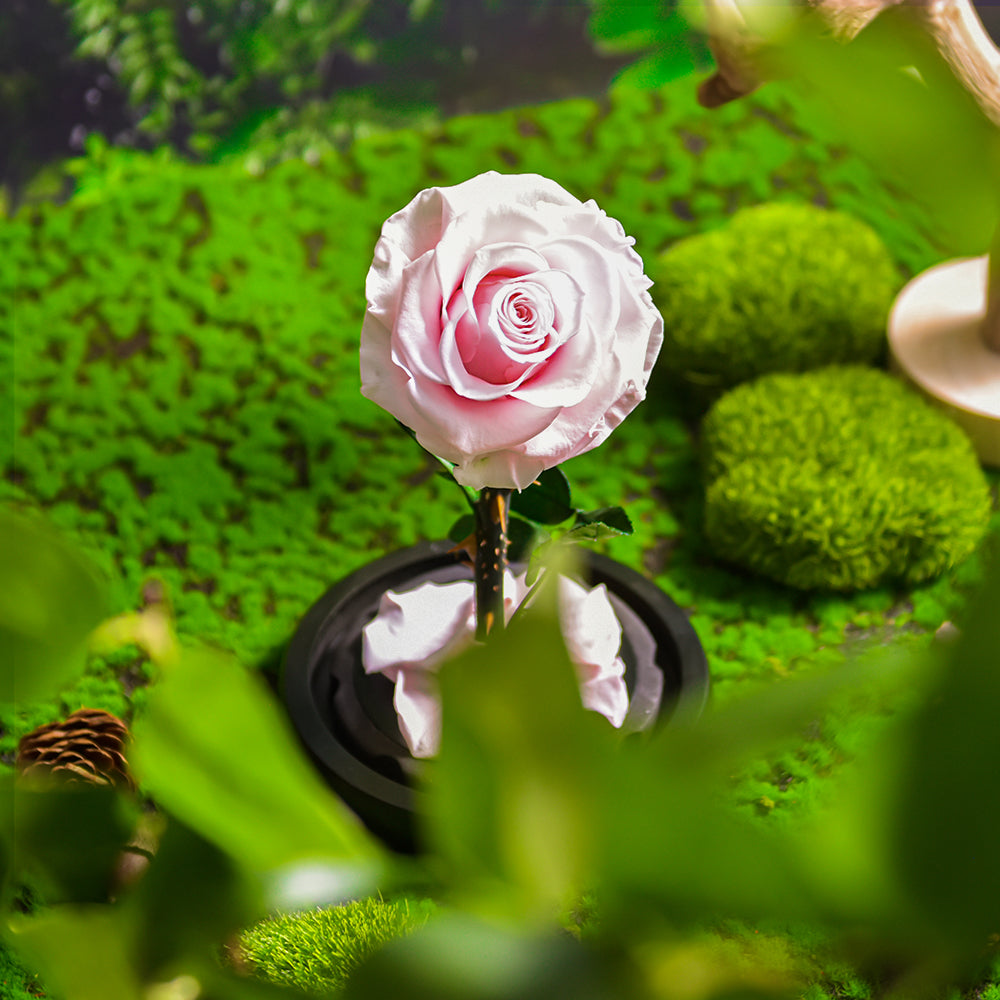 Pink Forever Roses Pink Forever Rose in a Glass Dome Gift For Her – AinyRose