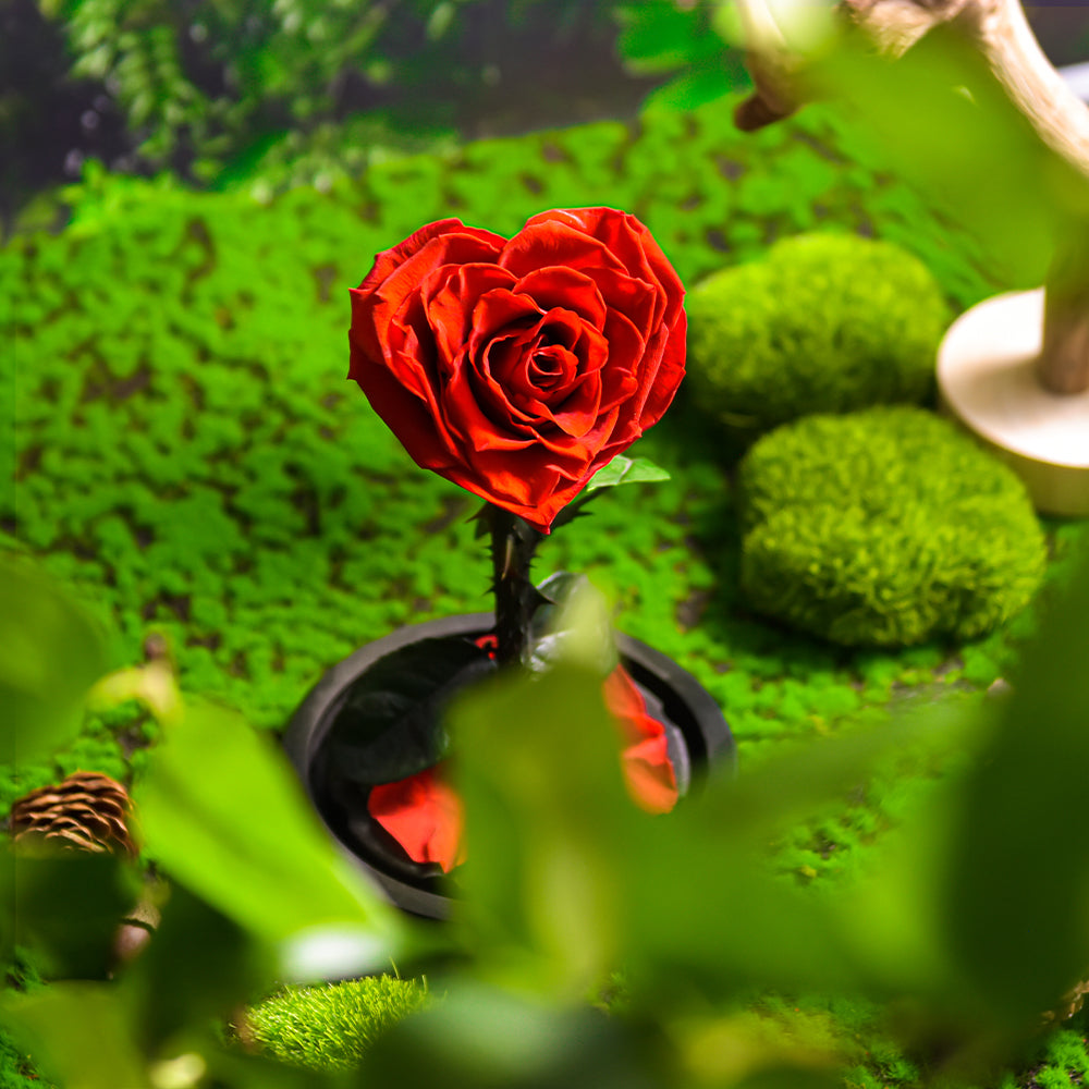 Forever Rose Heart Eternal Rose Glass Dome Birthday Gifts For Her