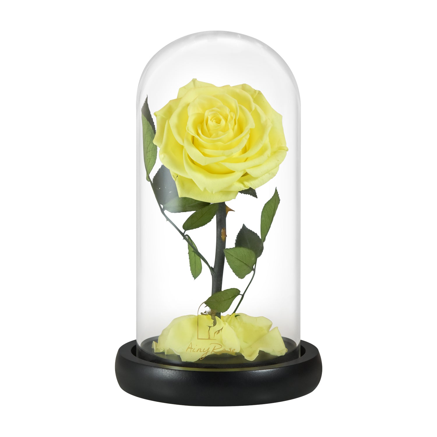 Preserved Rose Forever Rose in Glass Dome Mother's Day Gift – AinyRose